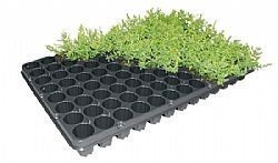 Seeding trays